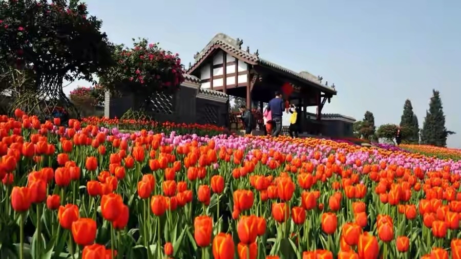 在成都别错过这场樱花雪,别错过这些值得一去的景点