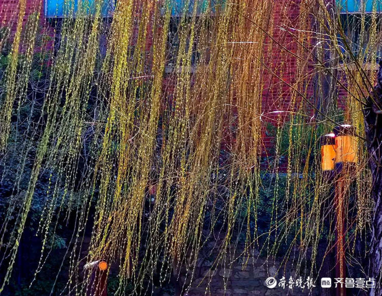 情报站｜暖风吹得游人醉，济南大明湖畔杨柳吐翠春色怡人