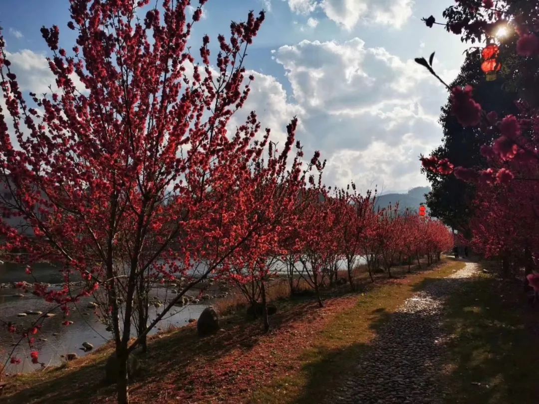 打卡好西乡！桃花胜*光春**，佳人已成双