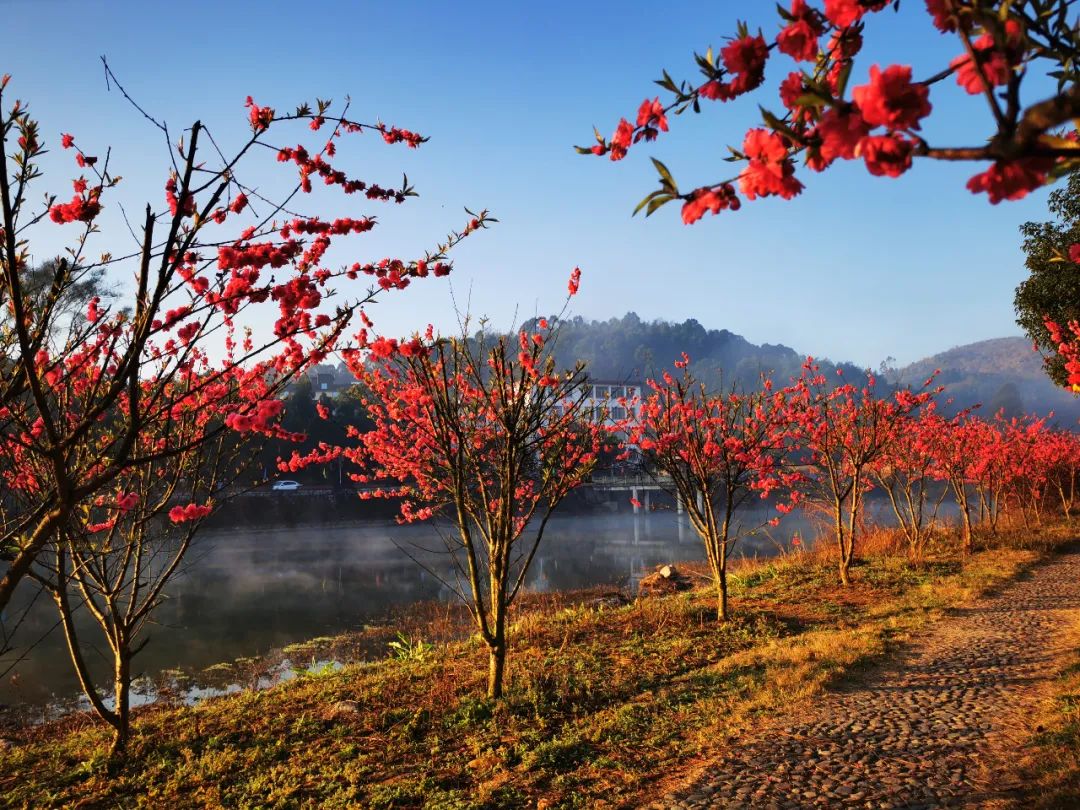 打卡好西乡！桃花胜*光春**，佳人已成双