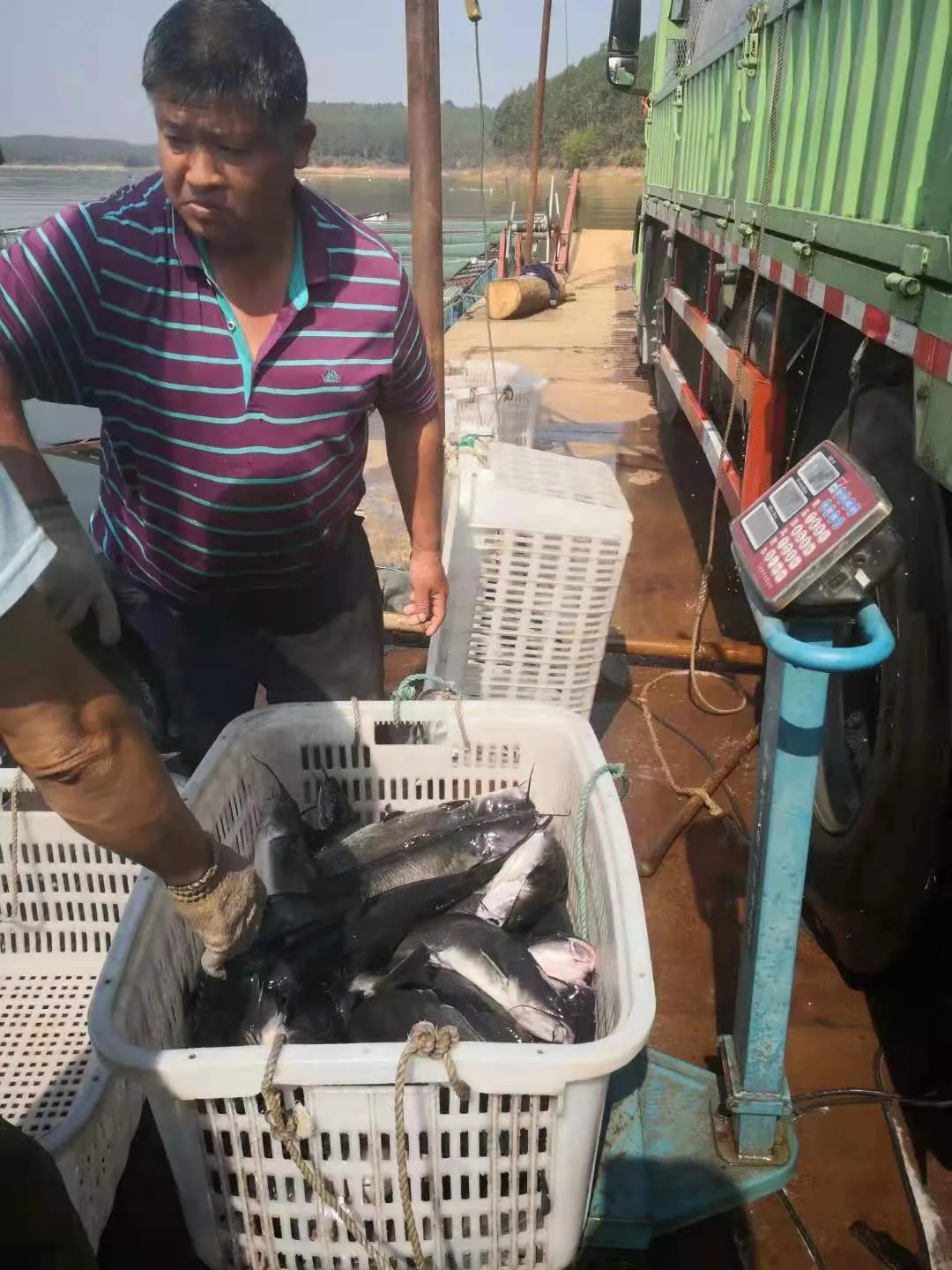 2-3年做到全国前三！恒兴要在鮰鱼上发力