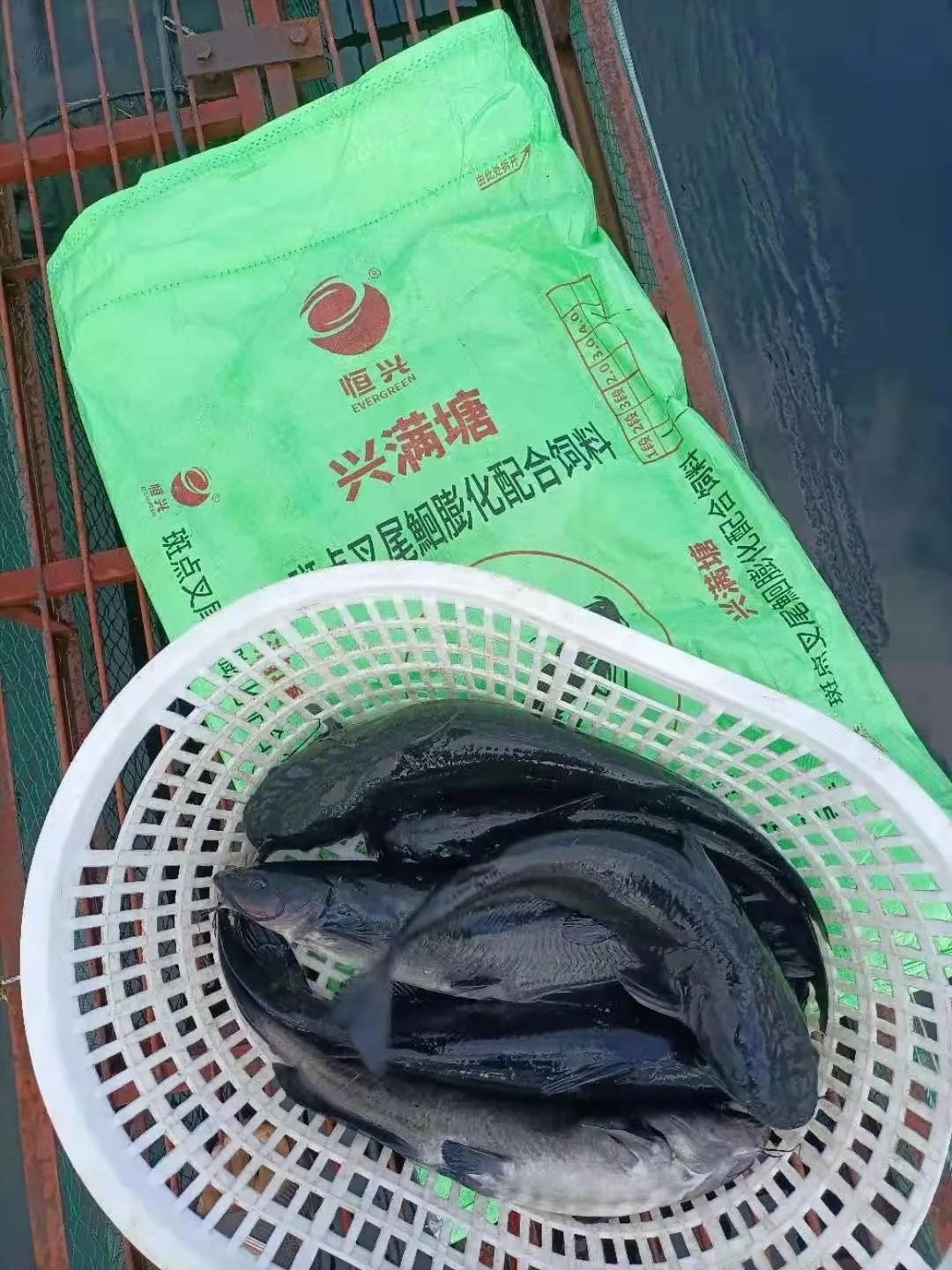 2-3年做到全国前三！恒兴要在鮰鱼上发力