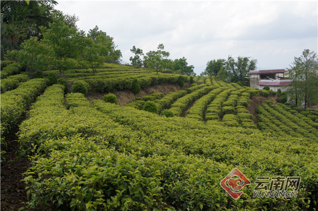 我和“茶尊”有个约会