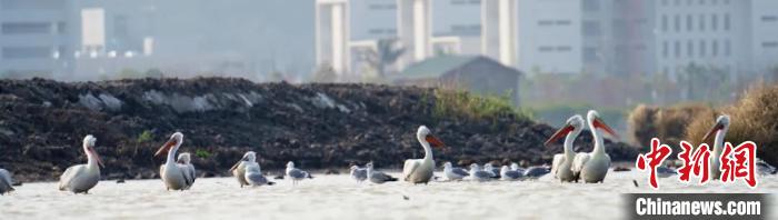 巢湖边首次发现罕见鸟类卷羽鹈鹕,四川首次发现近危物种卷羽鹈鹕