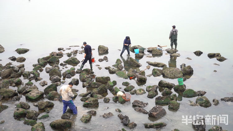 水头现挖新鲜海蛎,3小时挖80斤牡蛎