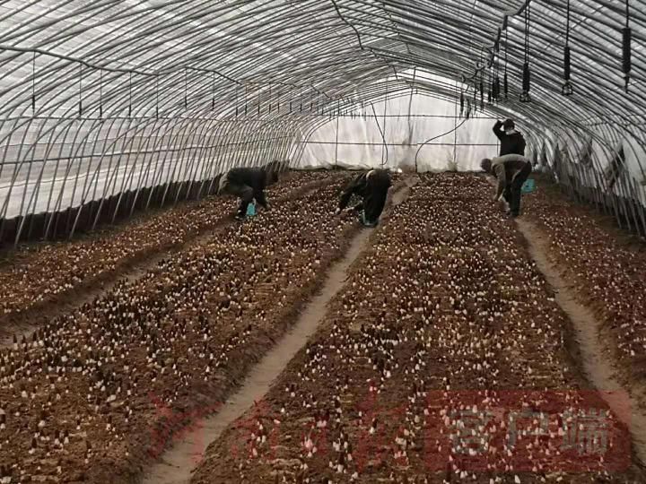 800一斤的羊肚菌一斤有多少,羊肚菌凭什么卖这么贵