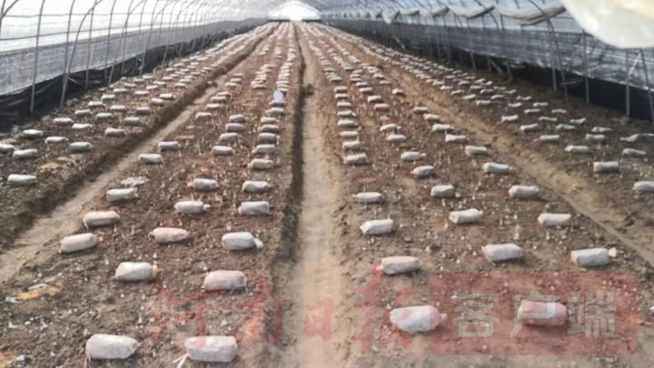 800一斤的羊肚菌一斤有多少,羊肚菌凭什么卖这么贵