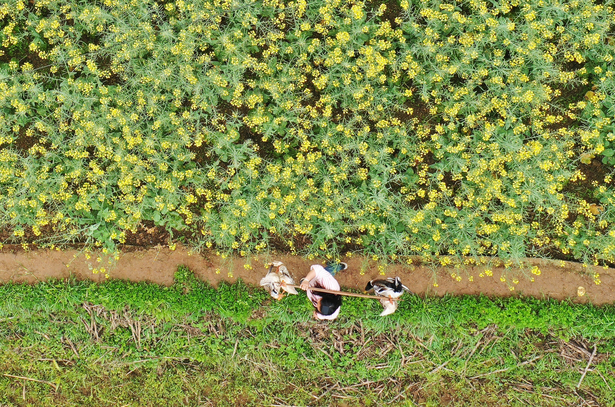 #（图片故事）贵州玉屏：“女货郎”送货记