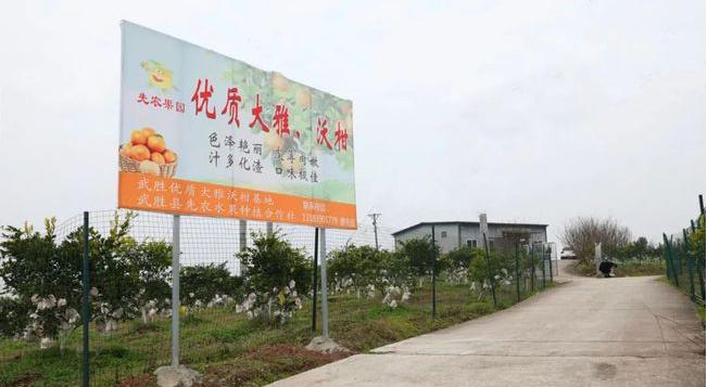 武胜大雅柑推荐,武胜大雅柑熟了