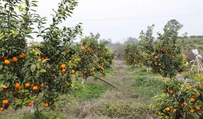 武胜大雅柑推荐,武胜大雅柑熟了