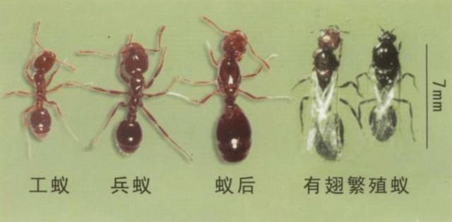 红火蚁对物种的危害,红火蚁发生导致哪些危害