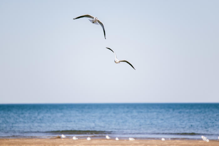 佳能全画幅微单rf系列镜头及价格,佳能eosr直播相机参数