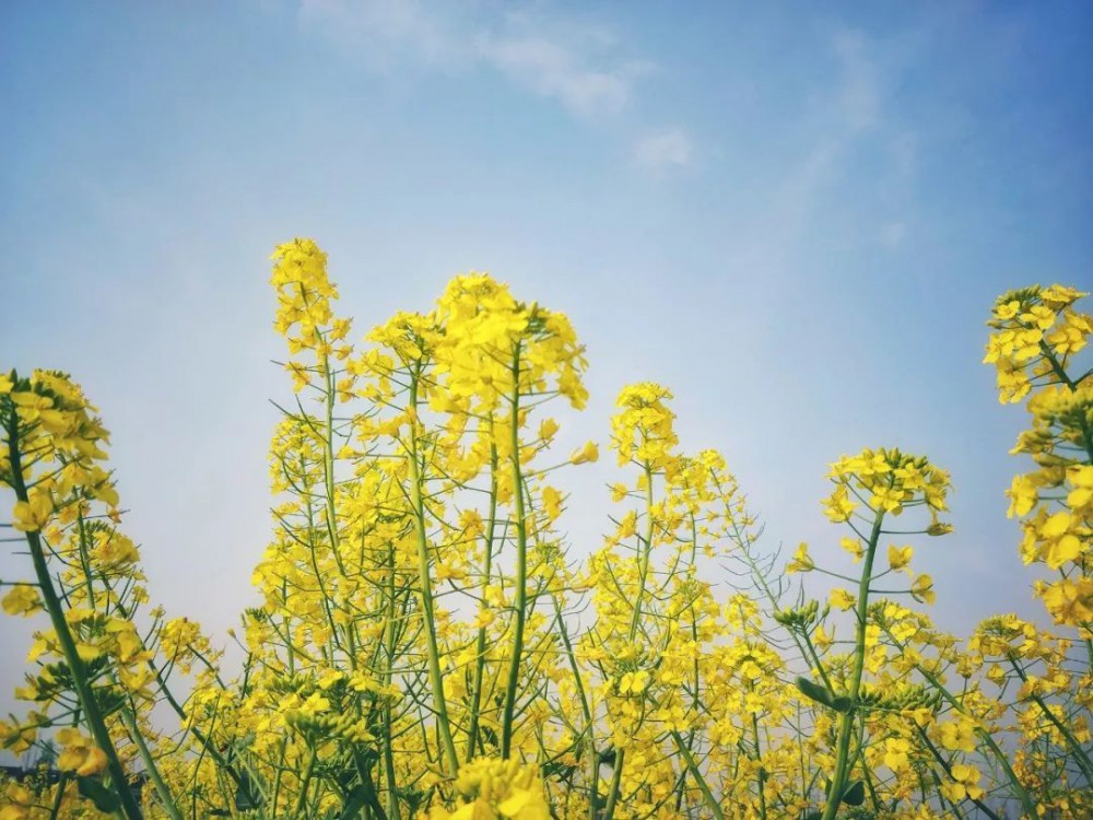 苏州十大打卡点,苏州一定要去打卡的地方
