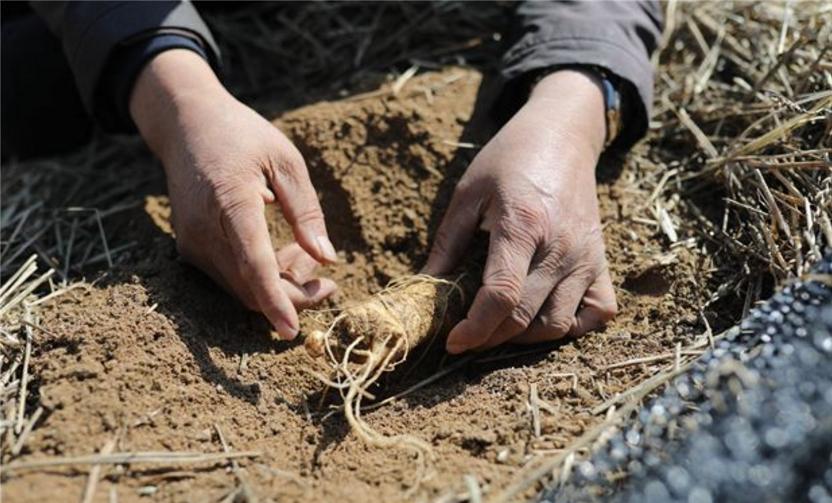 视频｜「典型威海」“参田愚公”牛劲足，40年“种”出致富参都