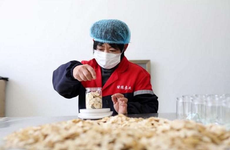 视频｜「典型威海」“参田愚公”牛劲足，40年“种”出致富参都