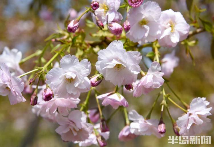 青岛樱花品种大全,青岛绿色樱花品种