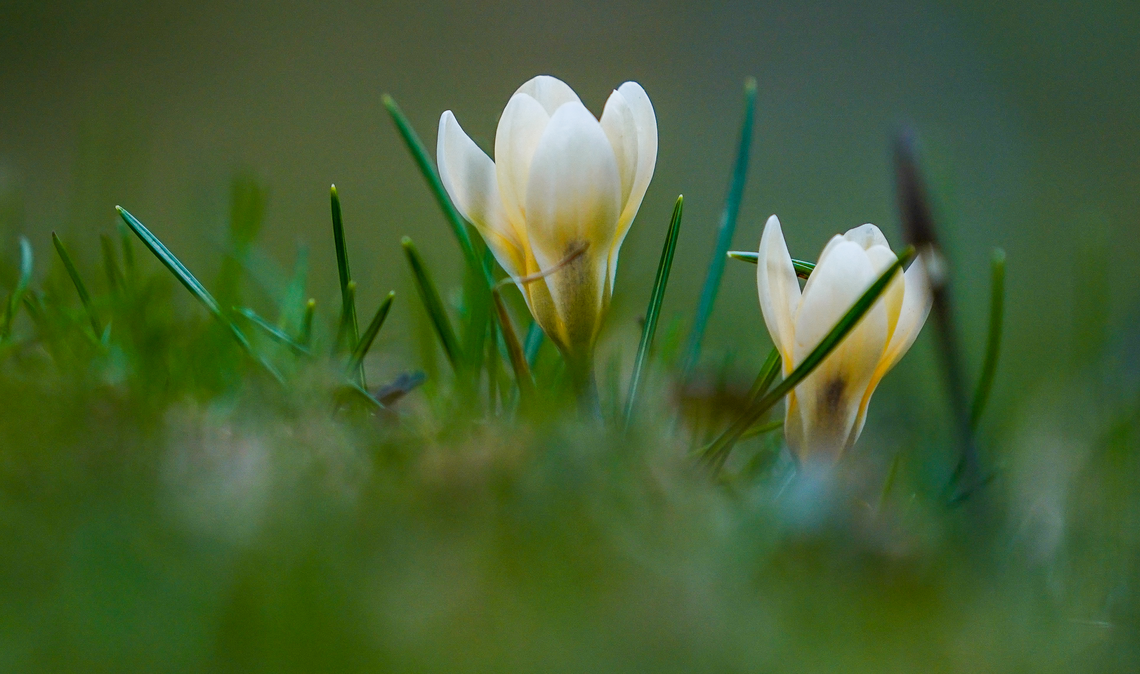 俄罗斯番红花功效,俄罗斯番红花展会