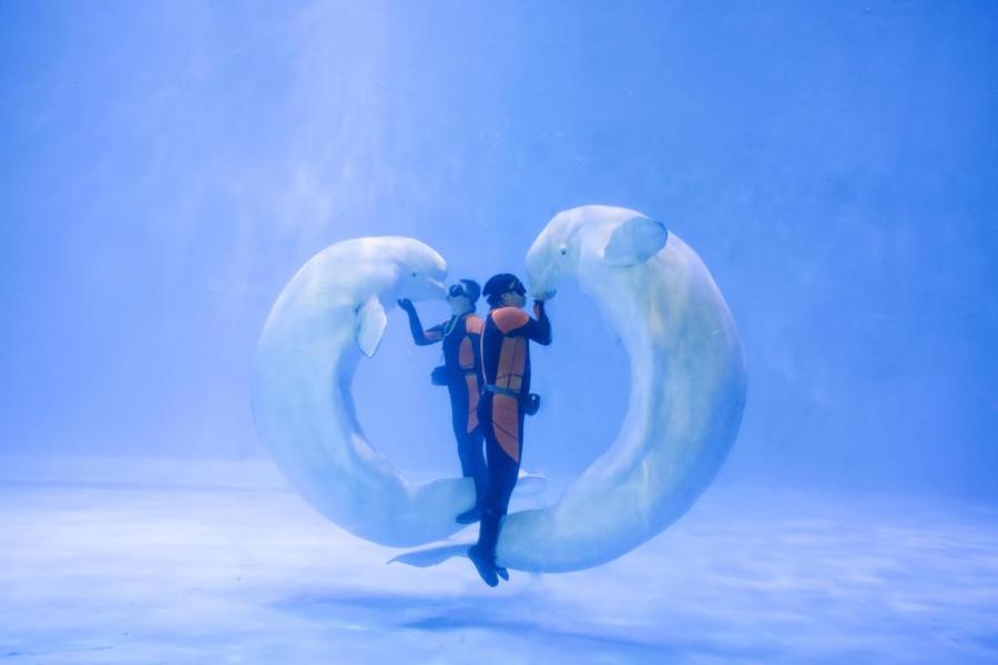 青岛看海旅游自由行攻略,青岛看海旅游攻略