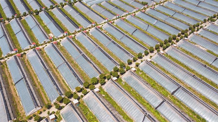 陕西阎良甜瓜超甜,陕西阎良甜瓜熟了