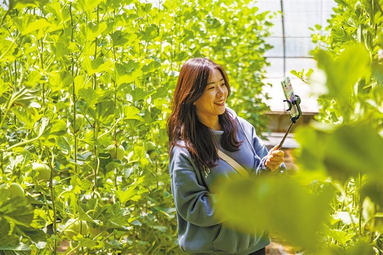 陕西阎良甜瓜超甜,陕西阎良甜瓜熟了