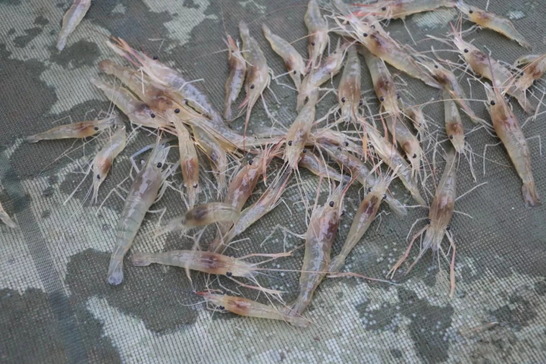 抱卵虾类别沼虾,罗氏沼虾珠江