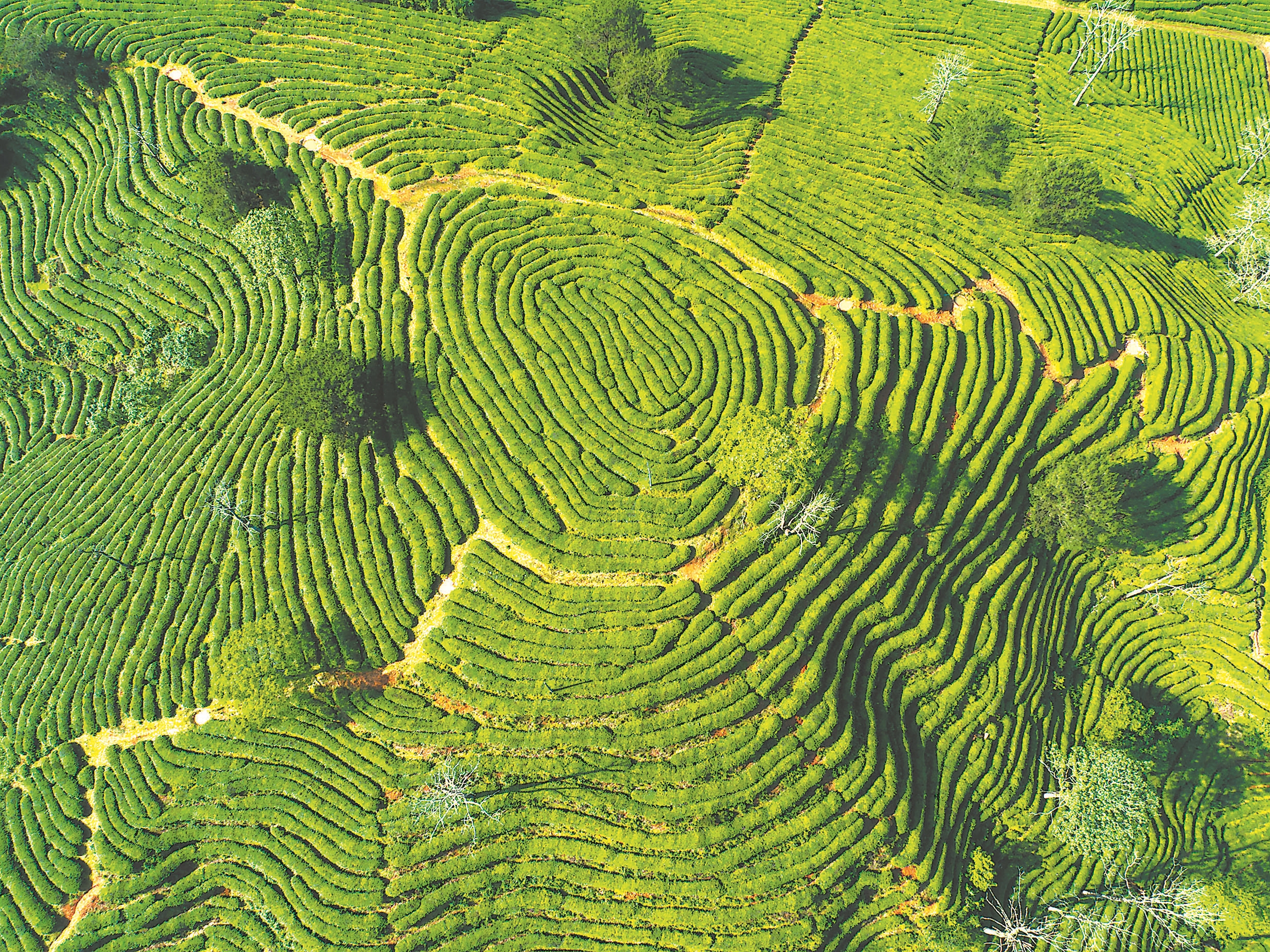 四川茶园管理机,茶园耕田机