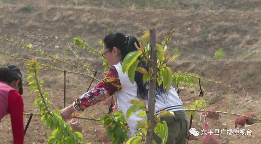 巾帼“愚公”潘婷：誓让荒山换新颜