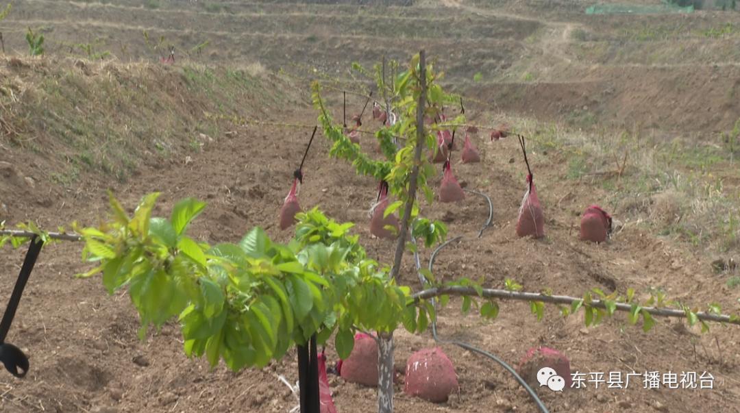 巾帼“愚公”潘婷：誓让荒山换新颜