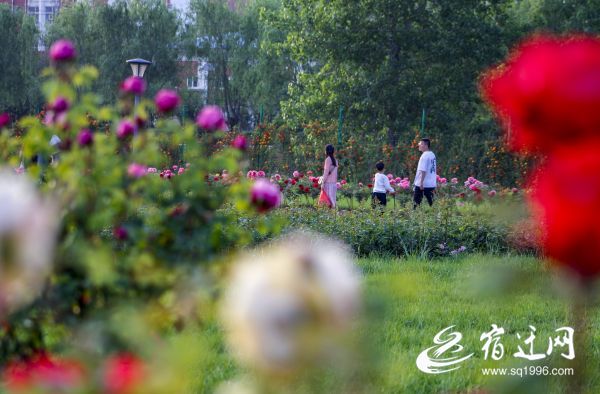 沭阳：“城市客厅”托起“家门口”的幸福感