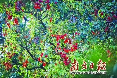 广西茂名加快发展荔枝特点产业,茂名荔枝产业现状及发展对策