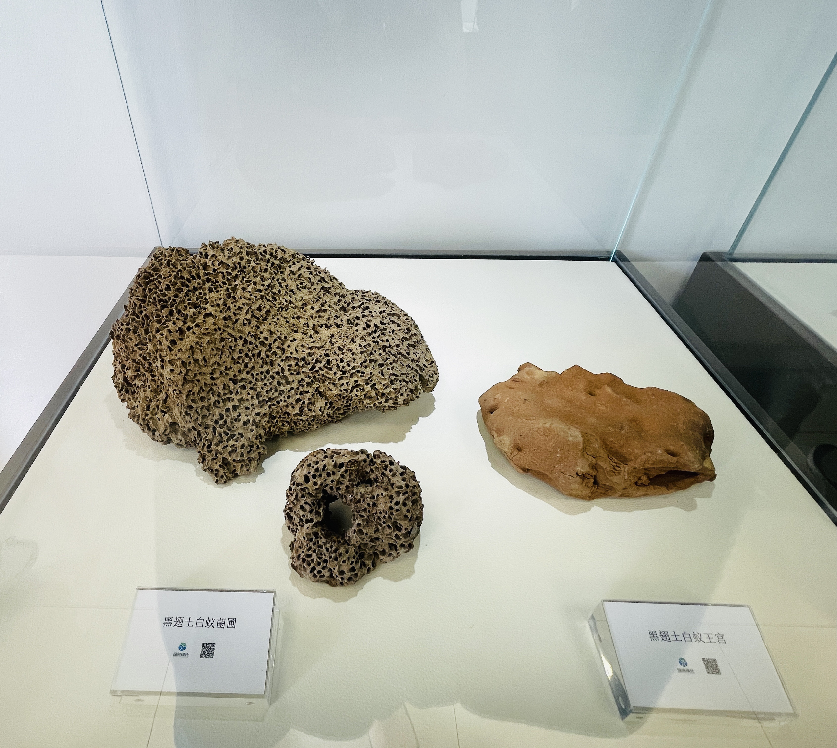 上海徐汇免费杀白蚁,上海白蚁