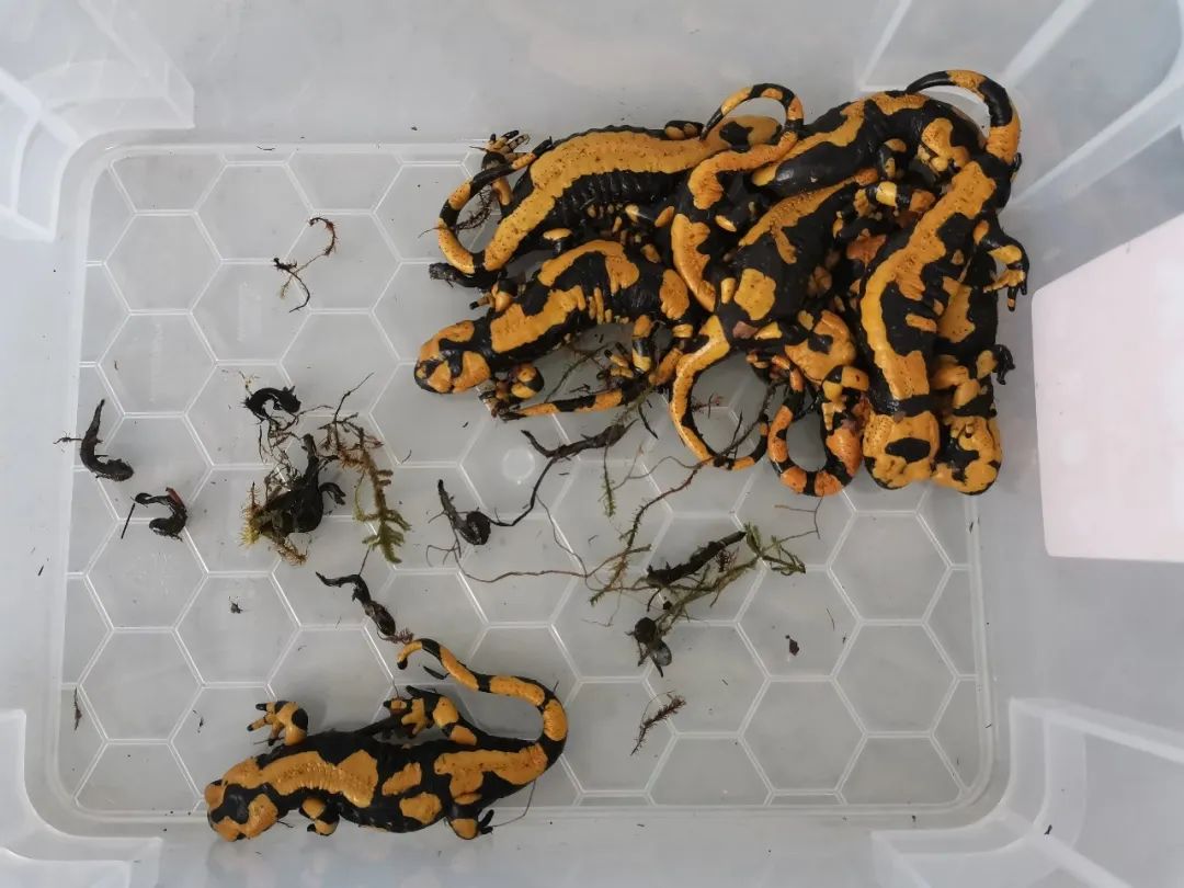 19只活体！北京海关首次截获火蝾螈，外形有点吓人，并且还有毒