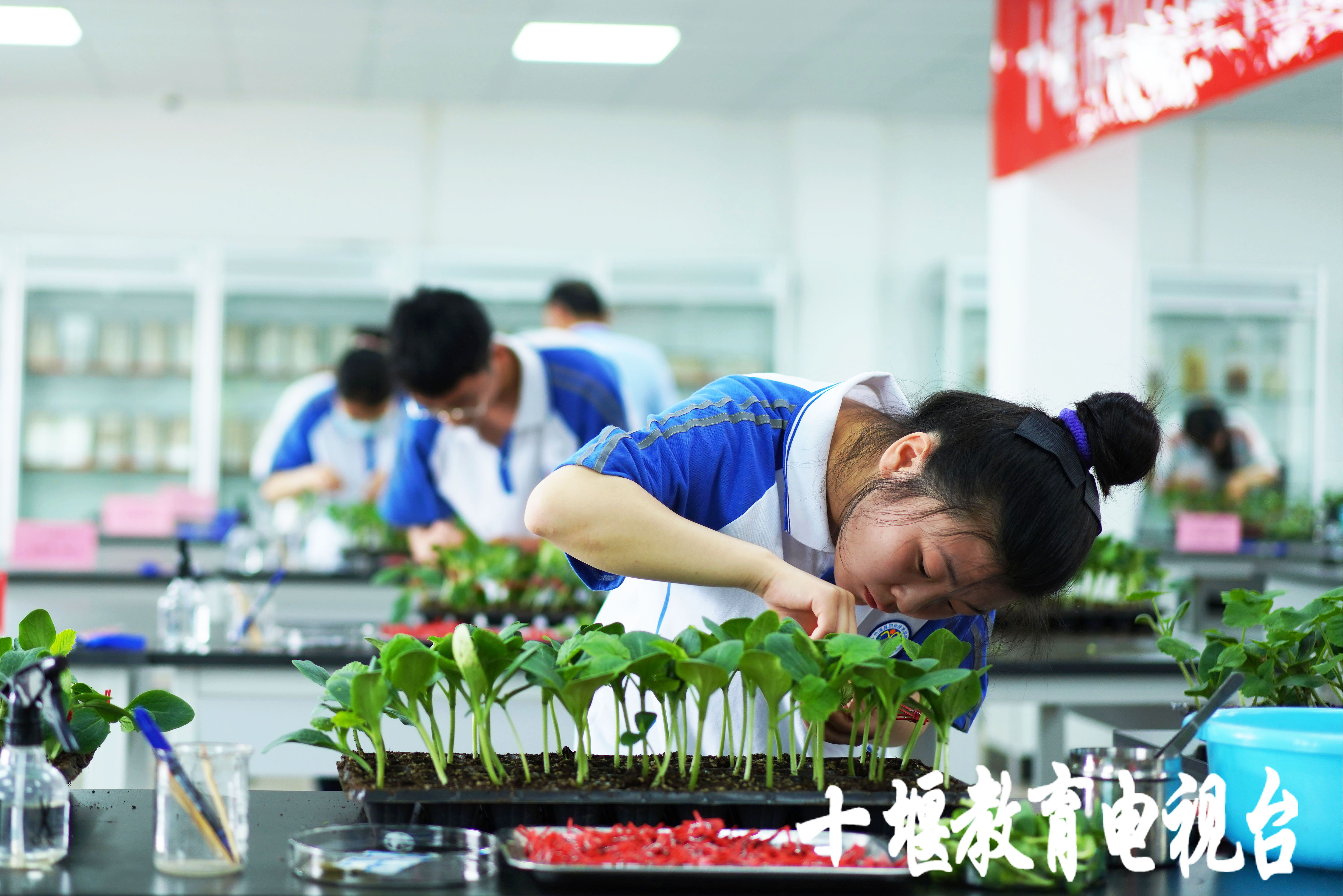 移花接木这一招,最离谱的移花接木