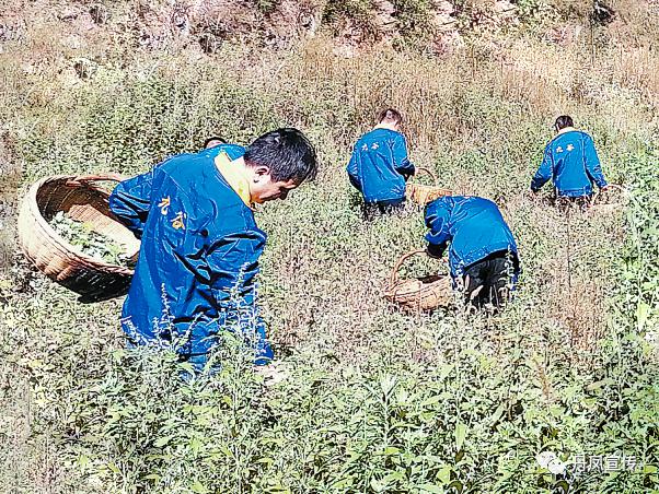 丹凤：村美民富*庄大**村