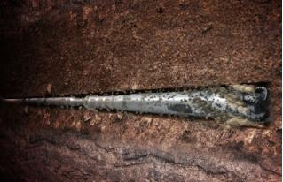 中海油到底有没有技术,中石化中海油的特点