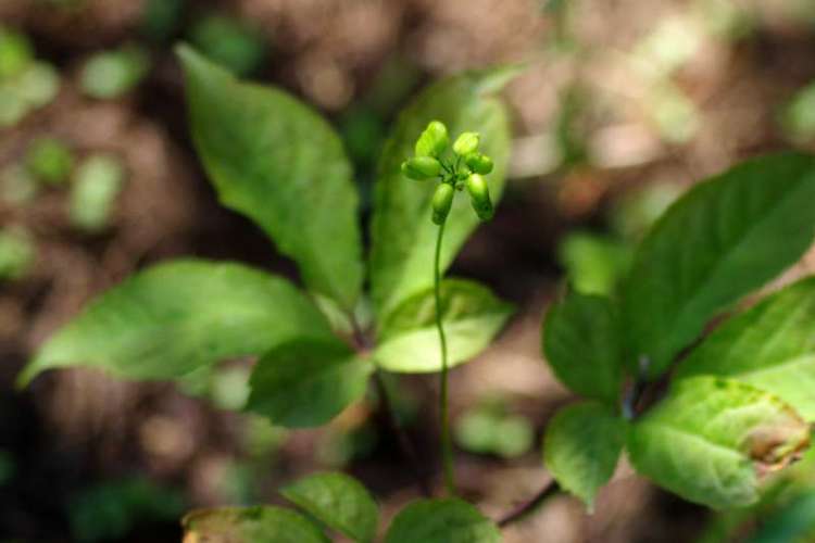吉林有三宝，人参鹿茸乌拉草！来花博会坐“小火车”欣赏吉林自然风光|花博探馆①