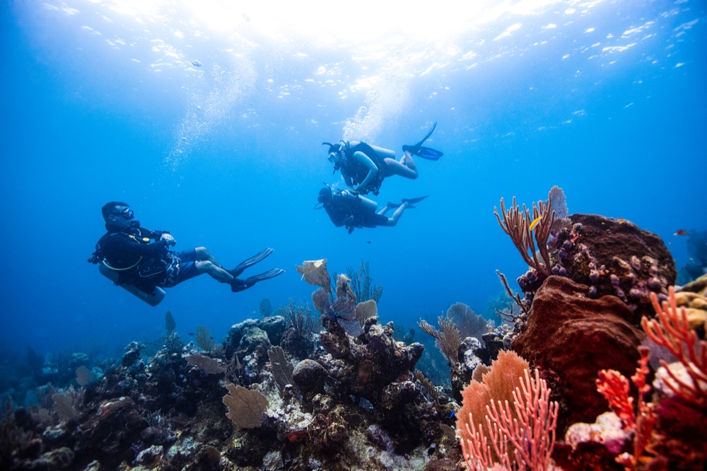 当出国潜水行不通，“蓝色*片鸦**”的国内生意怎么做