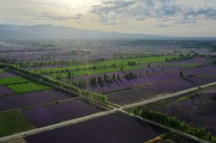 新疆伊犁霍城薰衣草基地攻略,伊犁霍城薰衣草国际文化旅游节