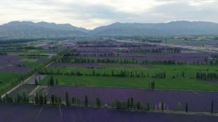 新疆伊犁霍城薰衣草基地攻略,伊犁霍城薰衣草国际文化旅游节