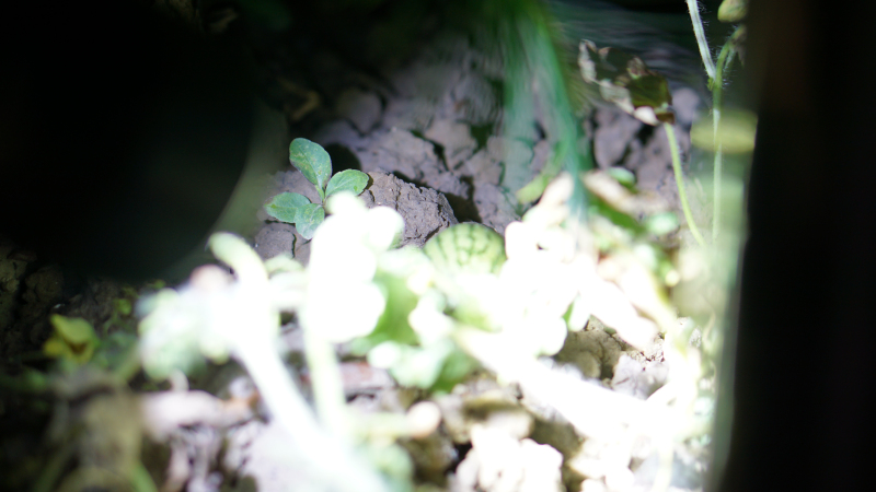 纳拓户外强光手电价格,纳拓户外强光手电筒耐用程度