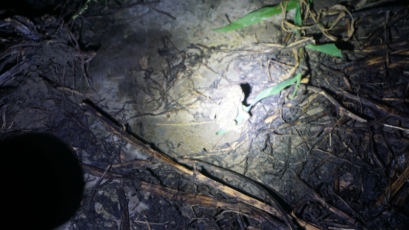 纳拓户外强光手电价格,纳拓户外强光手电筒耐用程度