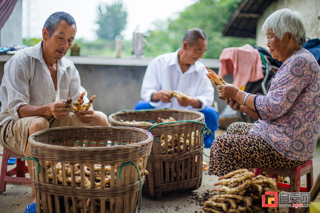 土里刨出“银疙瘩”团结生姜富了一方百姓