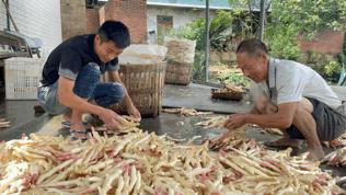 土里刨出“银疙瘩”团结生姜富了一方百姓