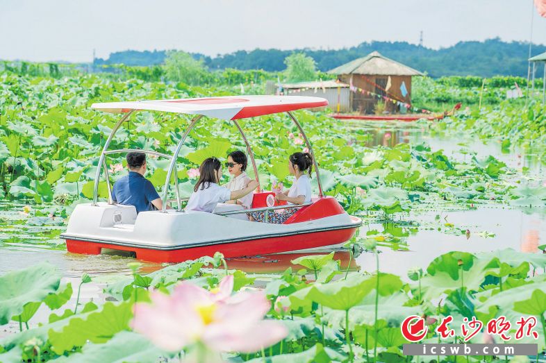 赏荷塘悦色看振兴图景