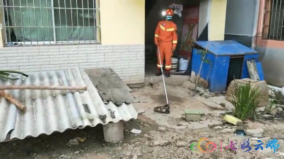 西双版纳热带雨林里有哪些毒水蛇,福建眼镜蛇是国家几级保护动物