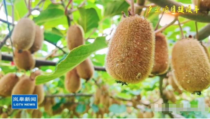 袁华巅峰时期,袁华的巅峰时刻