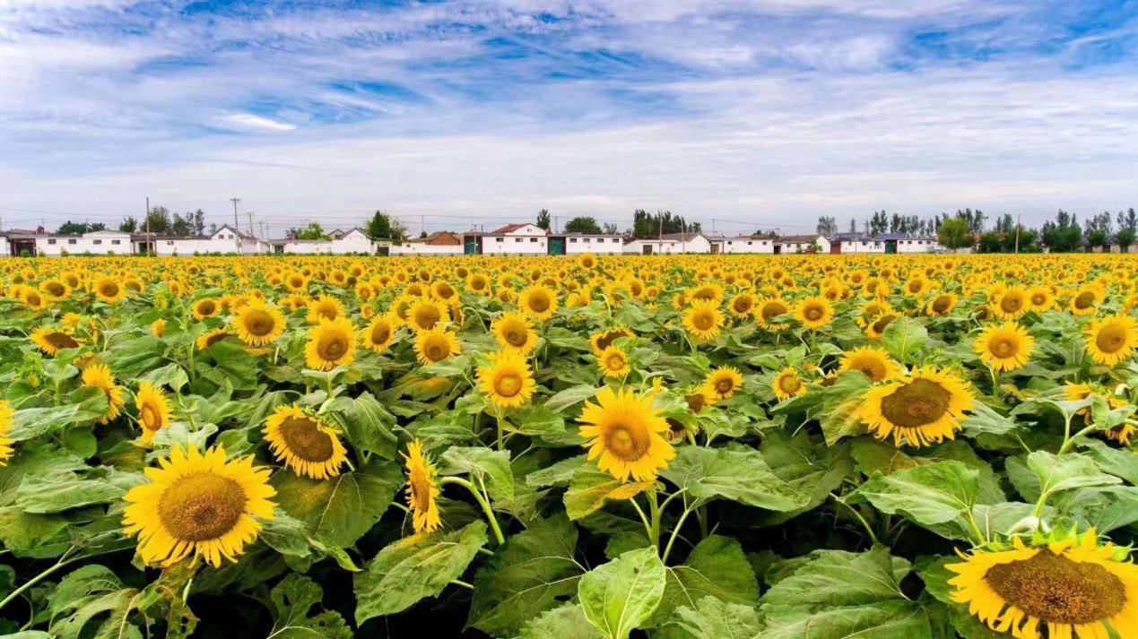 品美食、享农趣、逛集市……秋分，来八里桥过丰收节