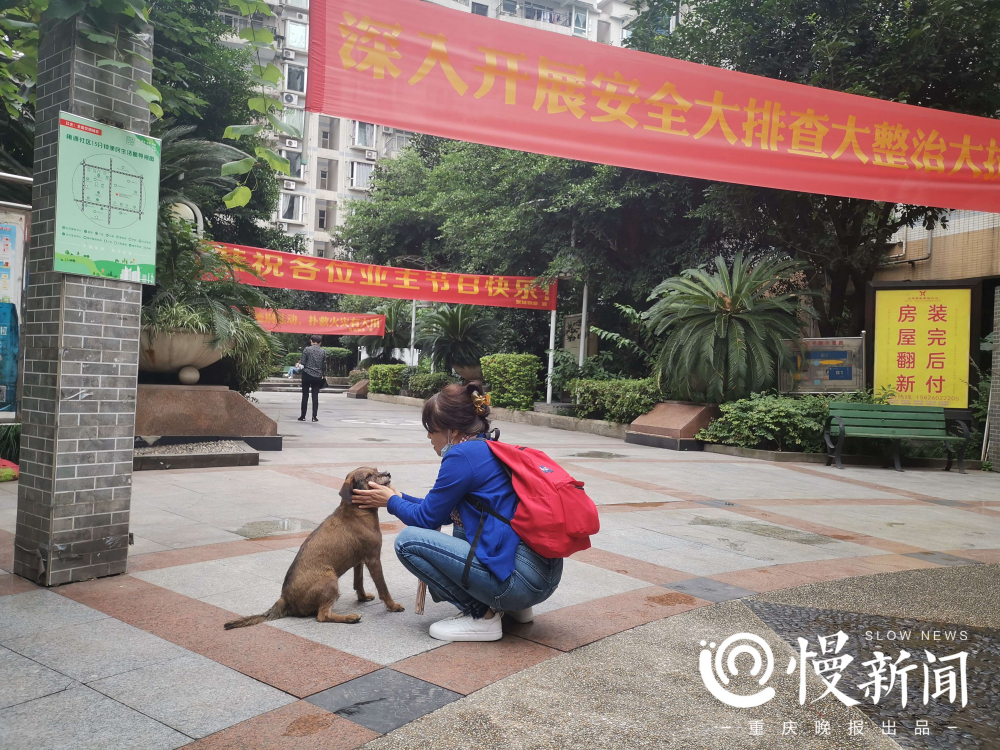 流浪狗在小区咬人怎么办,流浪狗伤人多长时间可以休息