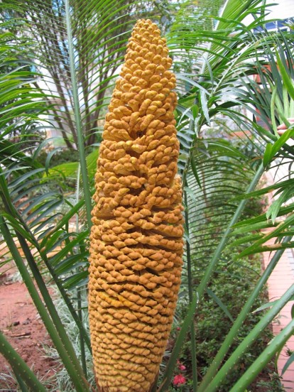 COP15遇见楚雄丨我州加强苏铁资源保护