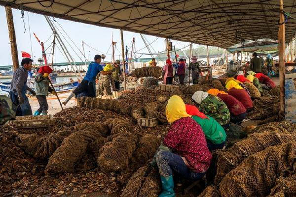 多大的厂房可以做扇贝加工厂,扇贝深加工